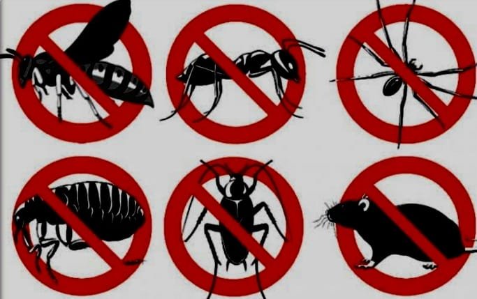 افضل شركة مكافحة حشرات بالقصيم